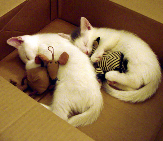 法甲新星闪耀：未来之光照耀绿茵场！，未来之星足球队